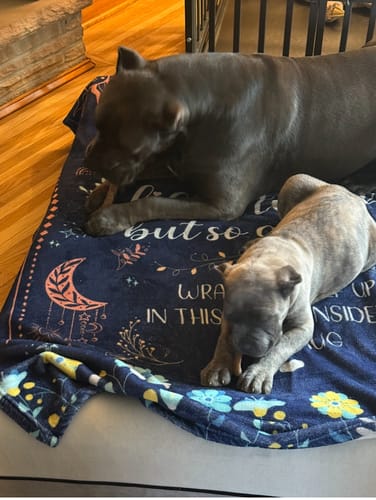 Customer photo review of Medium Yak Cheese Chews