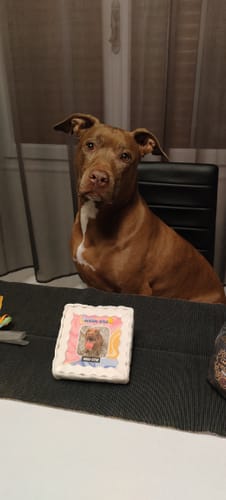 Customer photo review of Fotogenica Torta Per Cani CON FOTO e NOME