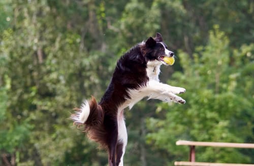 Customer photo review of WellyTails Cartilage, Hip & Joint Dog ADVANCED (original Rx formula updated)