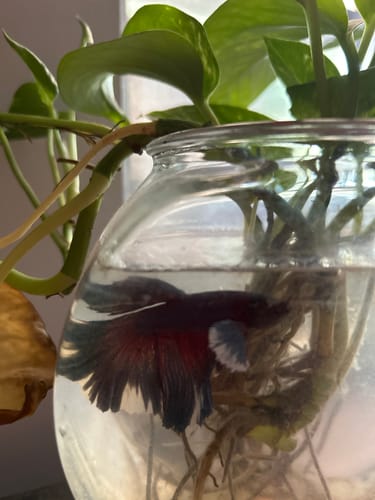 Customer photo review of Royal Blue Dumbo Halfmoon Male Betta Fish