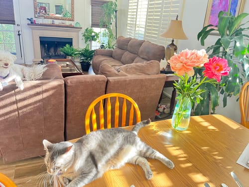 Customer photo review of Anti-Vomiting Orthopedic Replacement Bowl