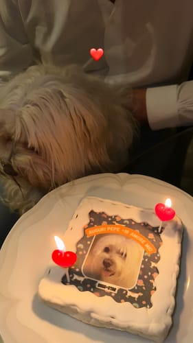 Customer photo review of Fotogenica 2 Torta Per Cani con Fotografia e Messaggio