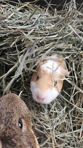 Customer photo review of Orchard Hay Box