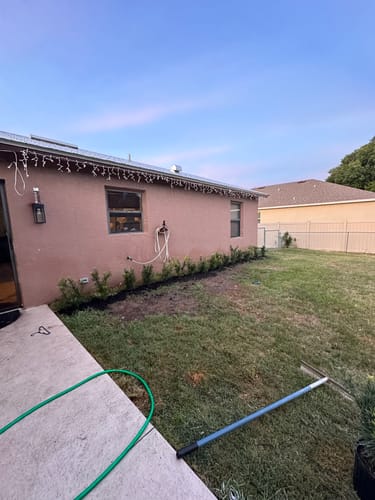 Customer photo review of Podocarpus