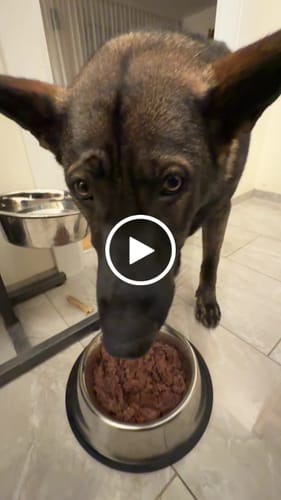 Customer video review of Frischfutter für Energiebedarf von 1602 kCal/Tag