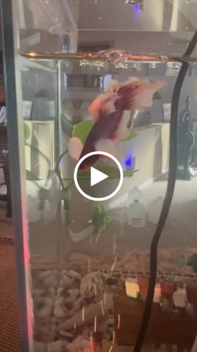 Customer video review of Dumbo Lavender Halfmoon Male Betta Fish