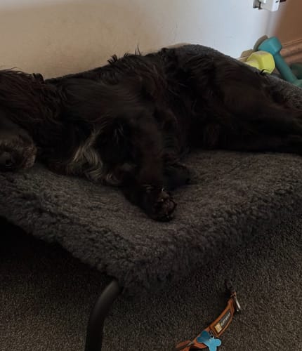 Customer photo review of Charcoal Cosy Sleeve