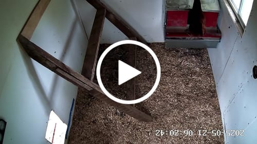 Customer video review of Small (24") Reversible Rollout Nest Box (Up to 20 Hens)