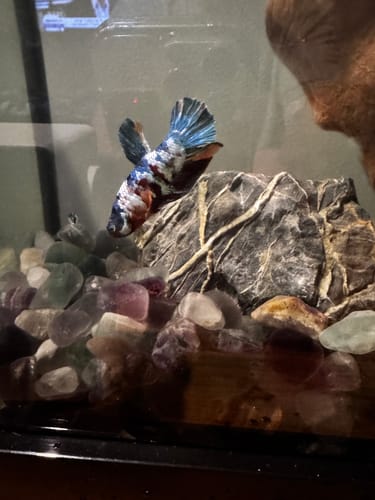Customer photo review of Multicolor Plakat Male Betta Fish |Show Grade| You Pick Fish