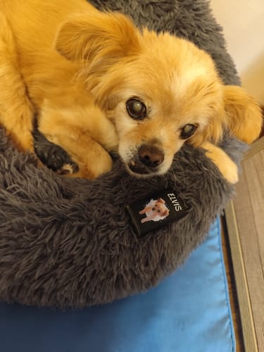 Melanie W. review of Haustierportrait - Individuelles Sturmfeuerzeug image 1 out of 1