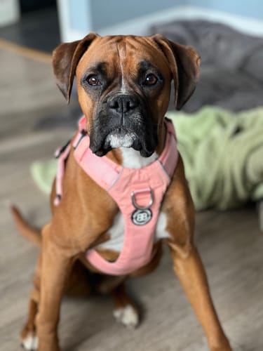 Kerry Y. review of Air Harness | Anti-Pull & With Handle - Pink image 1 out of 1