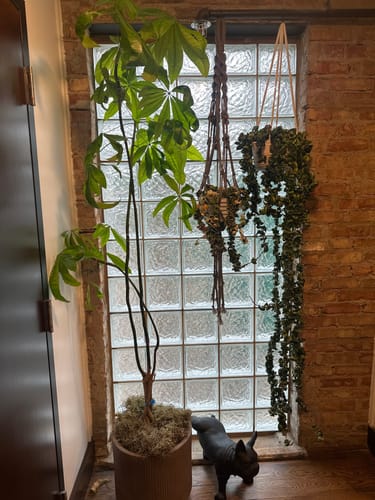 Customer photo review of Plant Food