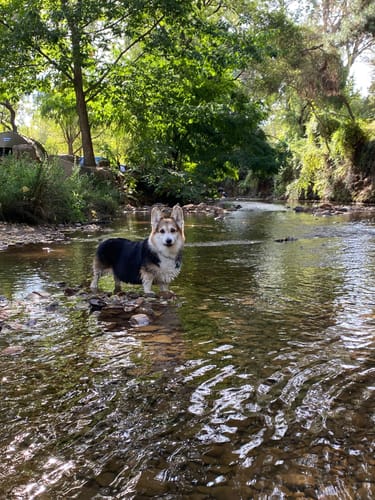 Customer photo review of Kangaroo Tendons - Natural Dental Chews!