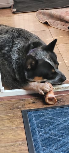 Customer photo review of Smoked Beef Marrow Bone