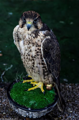 Customer photo review of Quick Fix AI Lightroom Toolkit