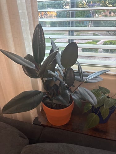 Customer photo review of Plant Food