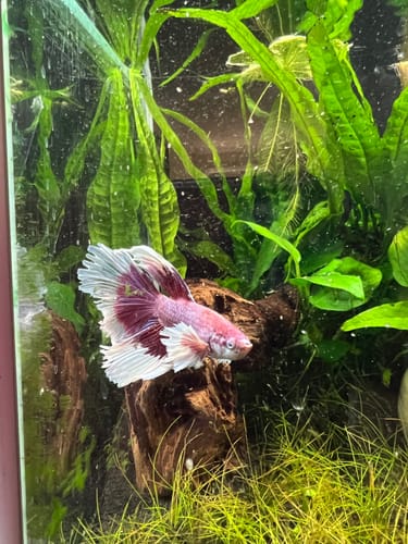 Customer photo review of Dumbo Lavender Halfmoon Male Betta Fish