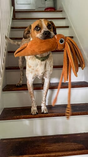 Customer photo review of Architeuthis Giant Squid Soft Stuffed Plush Toy