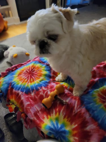 Customer photo review of 6 Inch Standard Bully Sticks