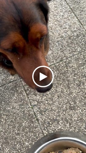 Customer video review of Frischfutter für Energiebedarf von 726 kCal/Tag