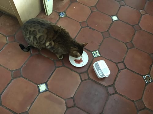 Customer photo review of Purrform Farmed Rabbit with Ground Bone & Ox Heart 450g Tub