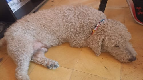 Customer photo review of Collar personalizado para Mascota: Lava