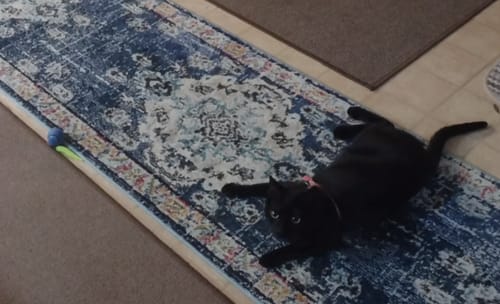 Elizabeth A. review of SPEEDY TAIL 2.0 image 1 out of 4