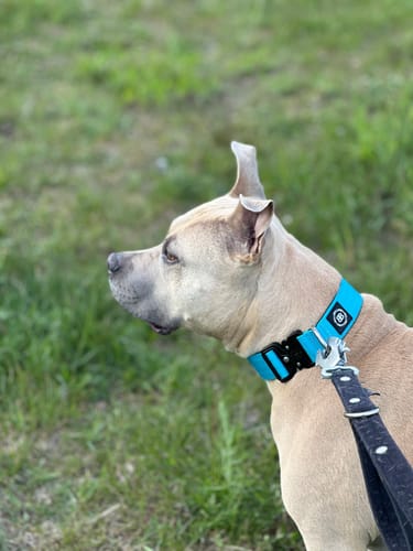 undefined review of 4cm Combat® Collar | Rated Clip - NO HANDLE - Light Blue image 1 out of 3