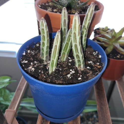 Customer photo review of Senecio Stapeliiformis | Pickle Plant