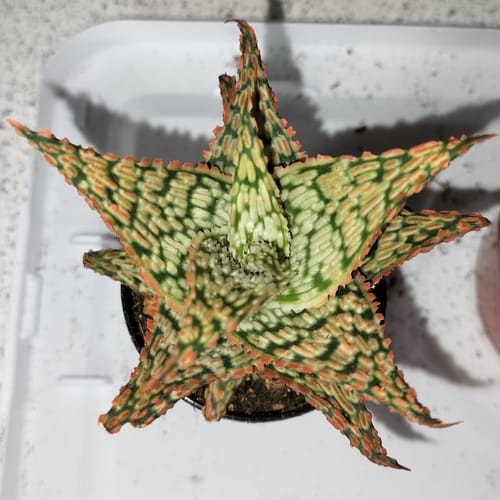 Customer photo review of Aloe Firecracker | Aloe Hybrid