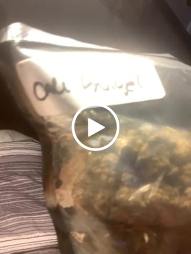 Customer video review of Cheap THCA Flower Pound (450g)