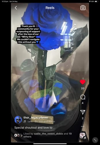 Customer photo review of The Everlasting Rose - Royal Blue