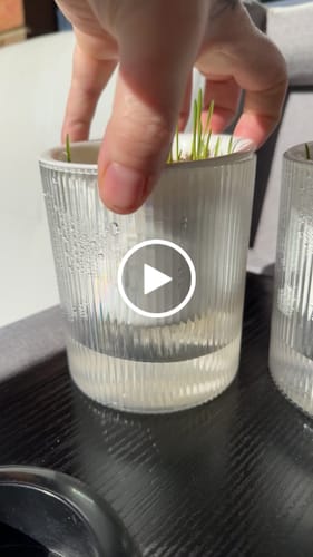 Customer video review of MICHU All-in-One Soil-Free Cat Grass Grow Kit with Australian Seed and Mulch, Made in Australia