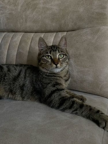 Customer photo review of Patsli Belly