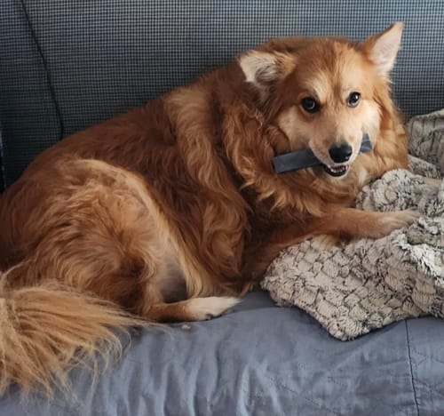 Customer photo review of Mix Flavored Chews ( A Bundle of 6 Sticks )