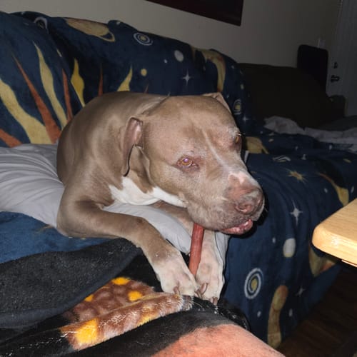 Customer photo review of Large Dog Black Friday Bundle (Your 12oz Jerky+2 Large Bones+12" Hick. Bully)