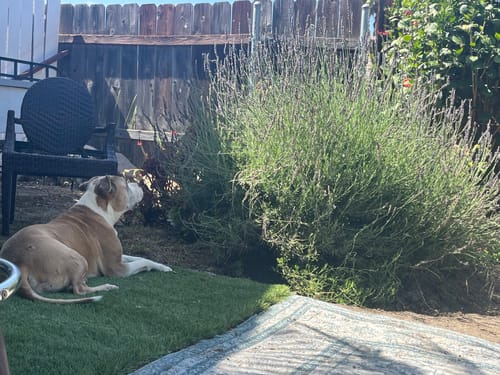 Customer photo review of Vision Clarity/Cataracts Support Formula for Dogs, 30-Day Supply