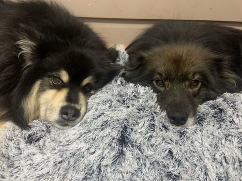 Customer photo review of PaWz Pet Calming Blanket