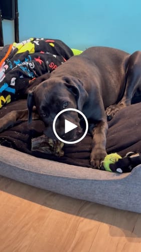 Customer video review of Power Chewer - Large Box