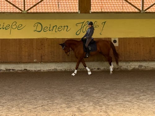 Customer photo review of Strotonin Horse Support