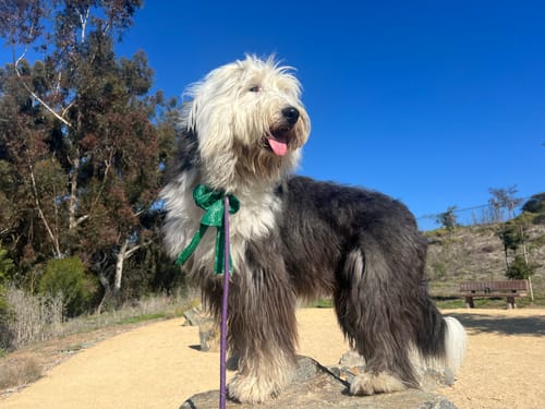 Customer photo review of Oral Health Gum Healing Formula for Dogs, 30-Day Supply