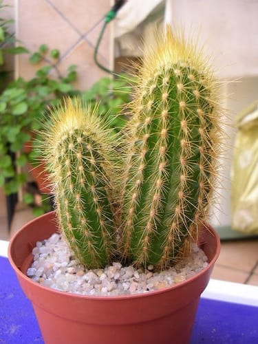 Customer photo review of Cactus Fertilizer