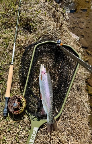 Customer photo review of Mayfly - Cream