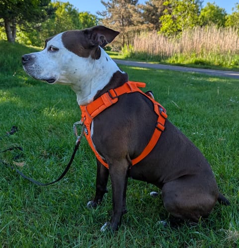 Helen F. review of Air Harness | Anti-Pull & With Handle - Orange image 1 out of 1