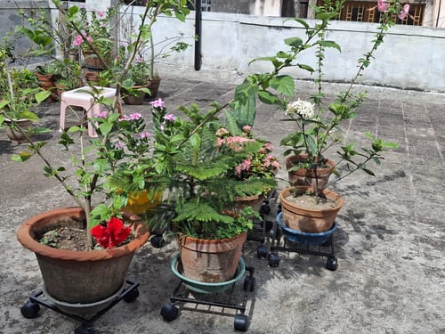 Customer photo review of United Crafts Rozy Wheel Pot Stands for Planters