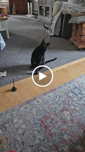 Customer video review of Interactive Bird Simulation Cat Toy Set