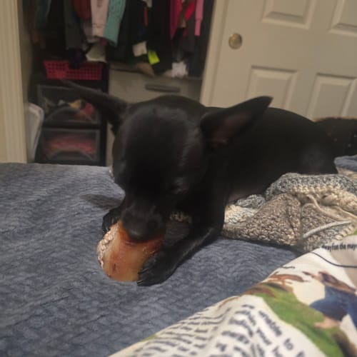 Customer photo review of Smoked Beef Marrow Bone