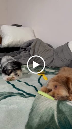 Customer video review of Mix Flavored (Strawberry, Banana, Mint, & Pumpkin): a Pack of 4 Sticks