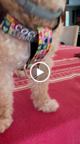 Customer video review of Pechera: Love Grid