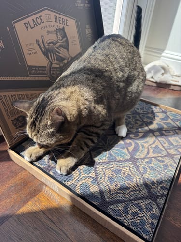 Customer photo review of Mediterranean Tile - Luxury Cat Scratching Board